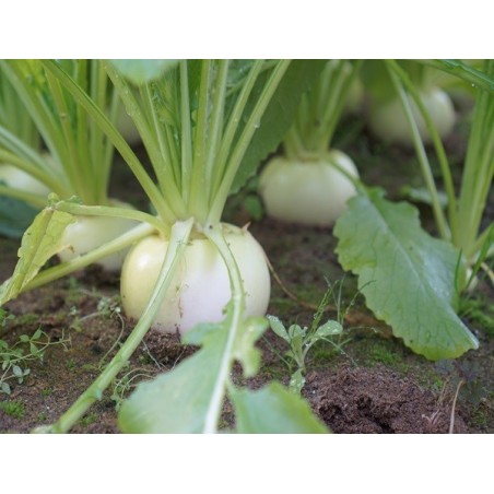 Seven Top Turnip Heirloom Seeds - 100% Non-GMO & Open-Pollinated - The Seed Guy