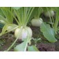 Turnip Seeds - Seven Top Turnip Seeds - Seven Top