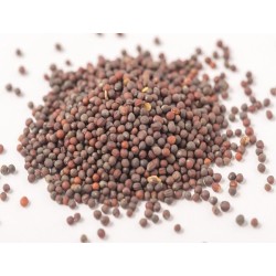 Turnip Seeds - Seven Top