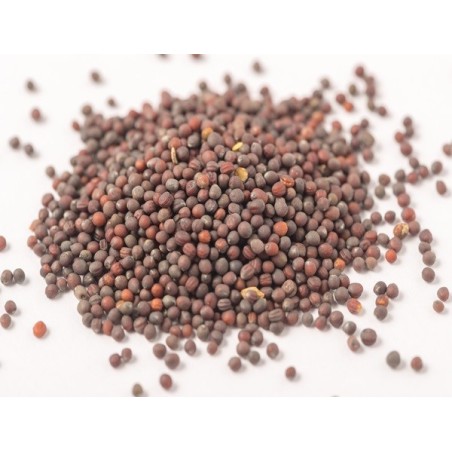 Turnip Seeds - Seven Top