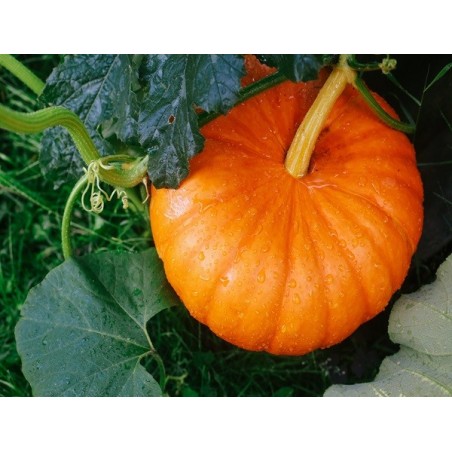 Small Sugar Pumpkin Heirloom Seeds - 100% Non-GMO & Open-Pollinated - The Seed Guy