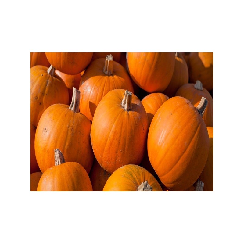 Pumpkin Seeds - Sugar Pie Pumpkin Seeds - Sugar Pie