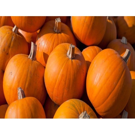 Sugar Pie Pumpkin Heirloom Seeds - 100% Non-GMO & Open-Pollinated - The Seed Guy