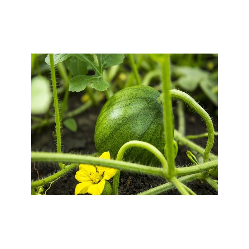 Watermelon Seeds - Sugar Baby Watermelon Seeds - Sugar Baby