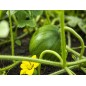 Watermelon Seeds - Sugar Baby Watermelon Seeds - Sugar Baby