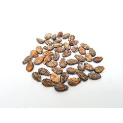 Watermelon Seeds - Sugar Baby