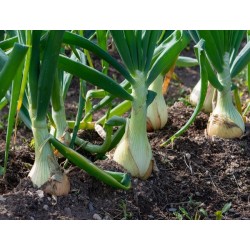 Sweet Spanish Onion Heirloom Seeds - 100% Non-GMO & Open-Pollinated - The Seed Guy