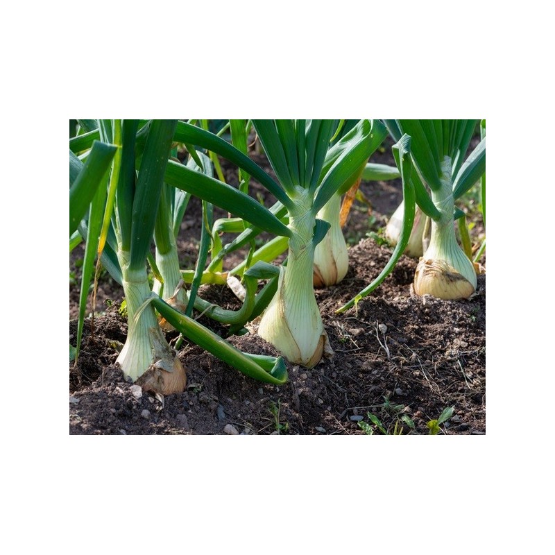 Onion Seeds - Sweet Spanish