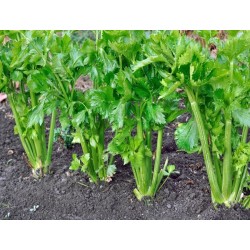 Tall Utah Celery Heirloom Seeds - 100% Non-GMO & Open-Pollinated - The Seed Guy