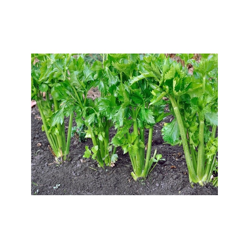 Celery Seeds - Tall Utah