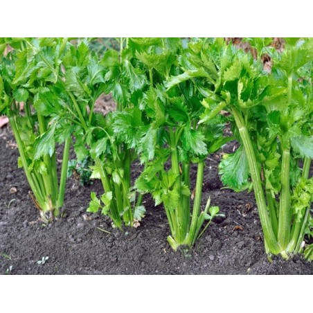 Tall Utah Celery Heirloom Seeds - 100% Non-GMO & Open-Pollinated - The Seed Guy