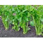 Celery Seeds - Tall Utah