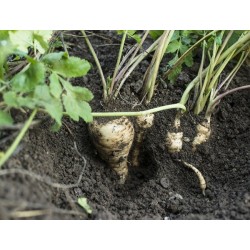 All American Parsnip Heirloom Seeds - 100% Non-GMO & Open-Pollinated - The Seed Guy