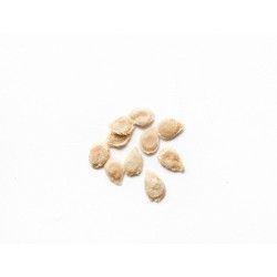 Tomato Seeds - Ace 55