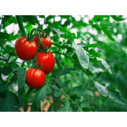 Ace 55 Tomato Heirloom Seeds - 100% Non-GMO & Open-Pollinated - The Seed Guy