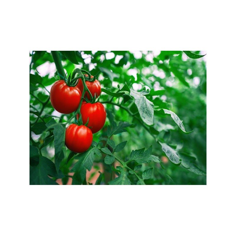 Tomato Seeds - Ace 55