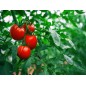 Tomato Seeds - Ace 55