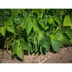 Top Crop Bush Bean Heirloom Seeds - 100% Non-GMO & Open-Pollinated - The Seed Guy