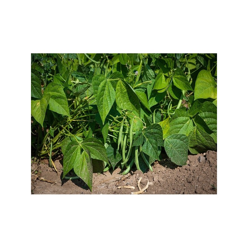Bean Seeds - Top Crop Bush