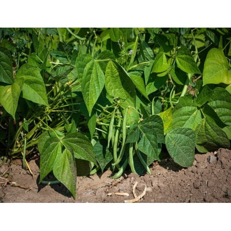 Top Crop Bush Bean Heirloom Seeds - 100% Non-GMO & Open-Pollinated - The Seed Guy