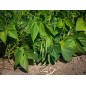 Bean Seeds - Top Crop Bush