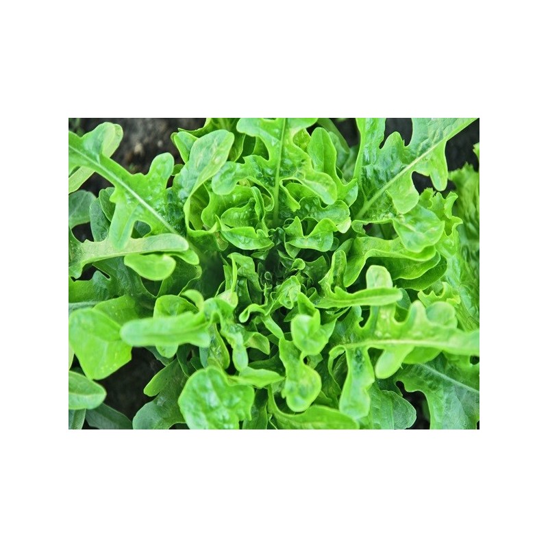 Lettuce Seeds - Oakleaf
