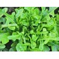 Lettuce Seeds - Oakleaf