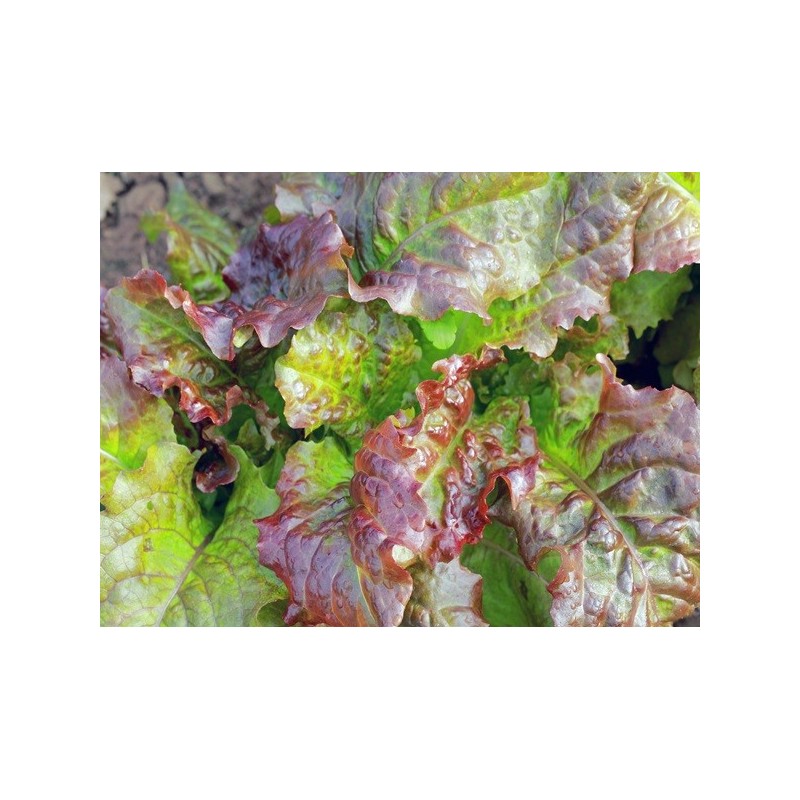 Lettuce Seeds - Prizehead Lettuce Seeds - Prizehead