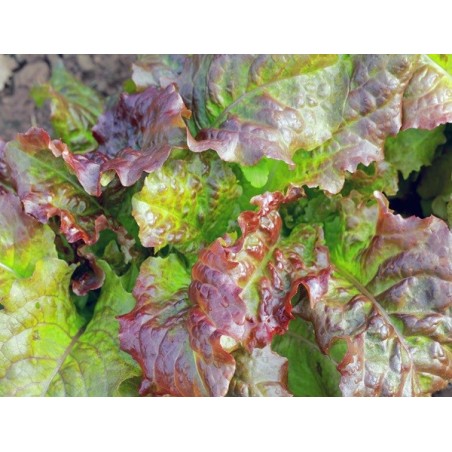 Prizehead Lettuce Heirloom Seeds - 100% Non-GMO & Open-Pollinated - The Seed Guy