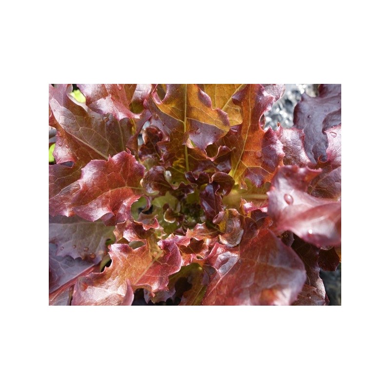 Lettuce Seeds - Red Bowl Salad Lettuce Seeds - Red Bowl Salad