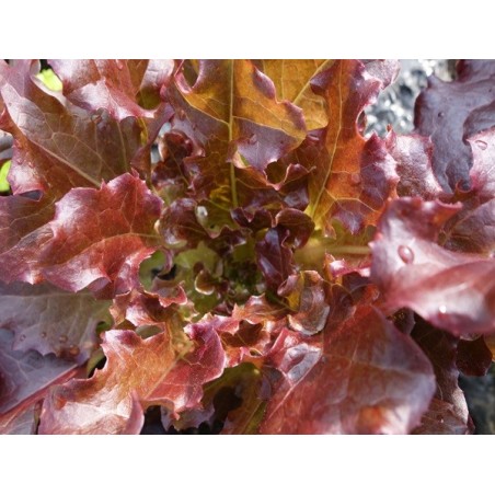 Red Bowl Salad Lettuce Heirloom Seeds - 100% Non-GMO & Open-Pollinated - The Seed Guy