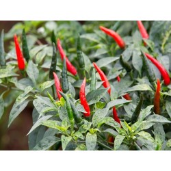Cayenne Pepper Heirloom Seeds - 100% Non-GMO & Open-Pollinated - The Seed Guy