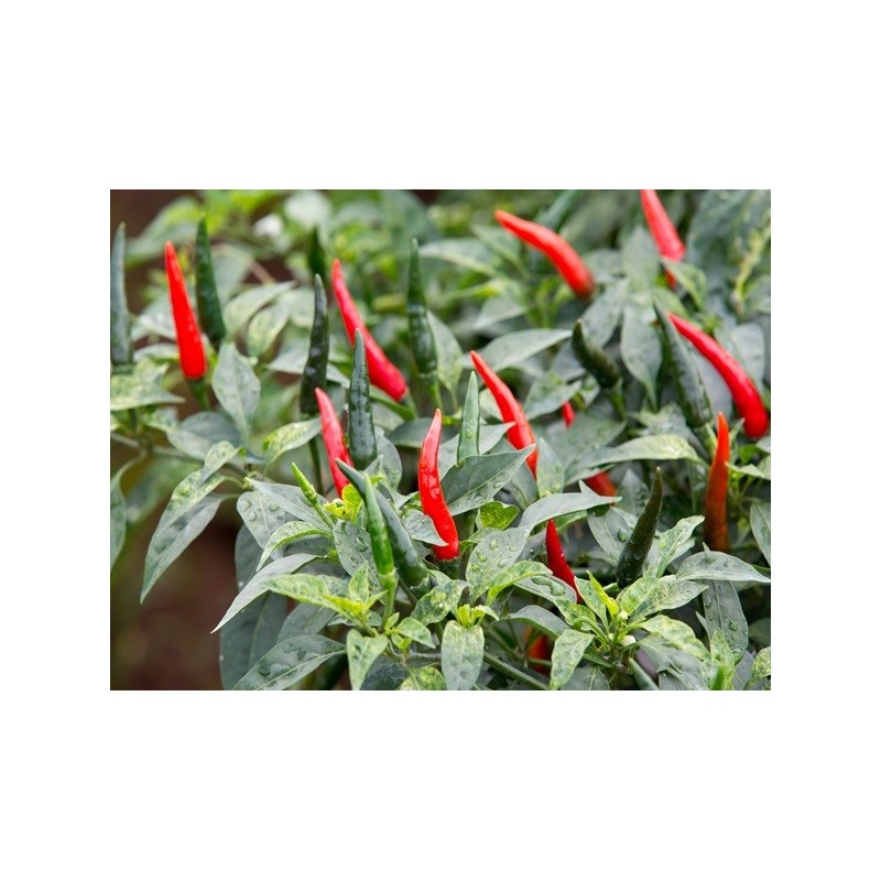 Pepper Seeds - Cayenne