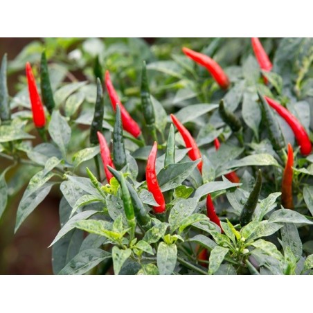Cayenne Pepper Heirloom Seeds - 100% Non-GMO & Open-Pollinated - The Seed Guy