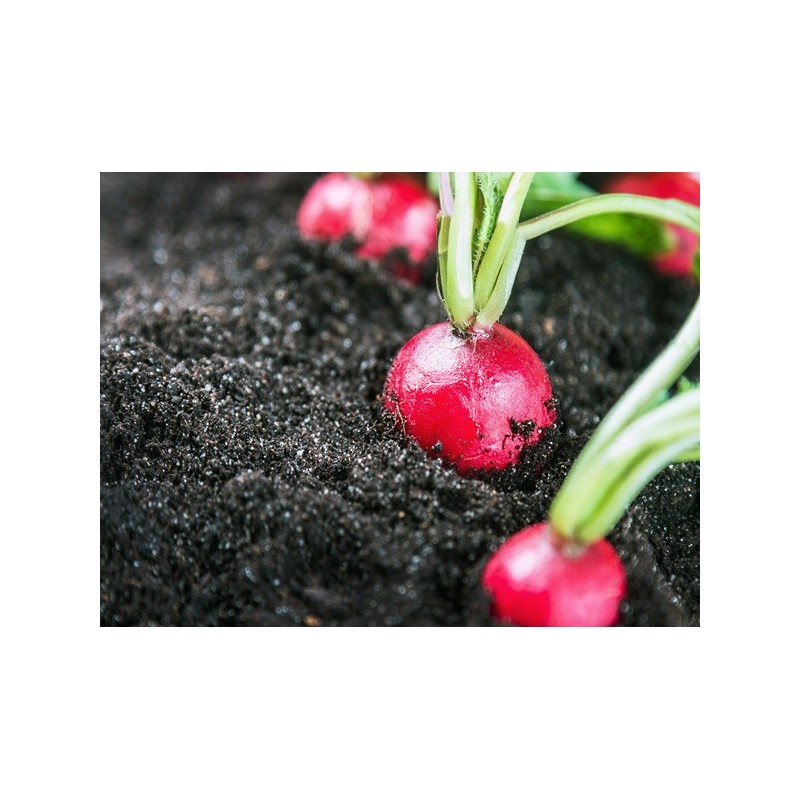 Radish Seeds - Champion Radish Seeds - Champion