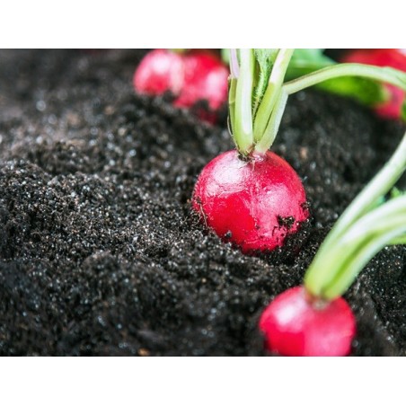Champion Radish Heirloom Seeds - 100% Non-GMO & Open-Pollinated - The Seed Guy