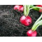 Radish Seeds - Champion Radish Seeds - Champion