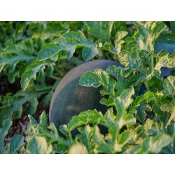 Black Diamond Watermelon Heirloom Seeds - 100% Non-GMO & Open-Pollinated - The Seed Guy