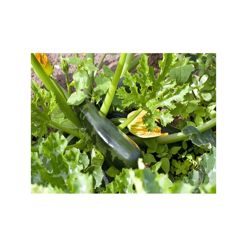 Squash Seeds - Black Beauty Zucchini