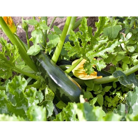 Black Beauty Zucchini Squash Heirloom Seeds - 100% Non-GMO & Open-Pollinated - The Seed Guy