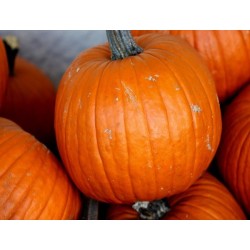 Connecticut Field Pumpkin Heirloom Seeds - 100% Non-GMO & Open-Pollinated - The Seed Guy