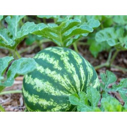 Crimson Sweet Watermelon Heirloom Seeds - 100% Non-GMO & Open-Pollinated - The Seed Guy