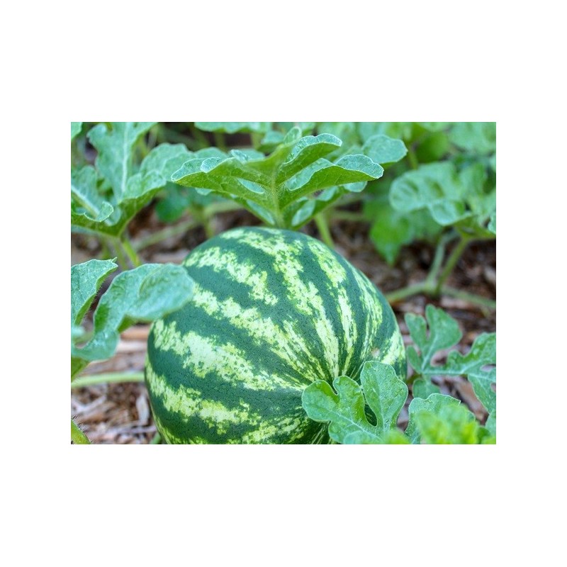 Watermelon Seeds - Crimson Sweet