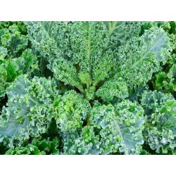 Vates Blue Scotch Curled Kale Heirloom Seeds - 100% Non-GMO & Open-Pollinated - The Seed Guy