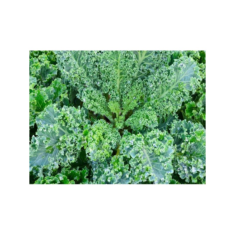 Kale Seeds - Vates Blue Scotch Curled