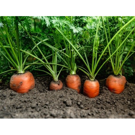 Danvers Carrot Heirloom Seeds - 100% Non-GMO & Open-Pollinated - The Seed Guy