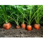 Carrot Seeds - Danvers