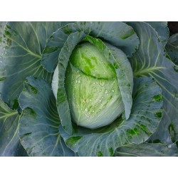 Early Jersey Wakefield Cabbage Heirloom Seeds - 100% Non-GMO & Open-Pollinated - The Seed Guy