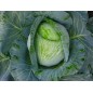 Cabbage Seeds - Early Jersey Wakefield