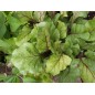 Beet Seeds - Early Wonder Beet Seeds - Early Wonder